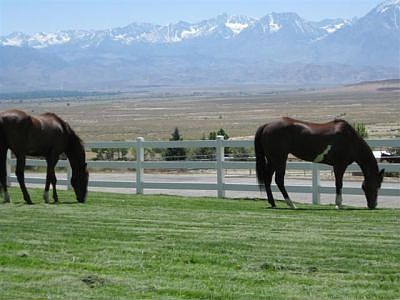 Horses in pasture w/ Sierra views