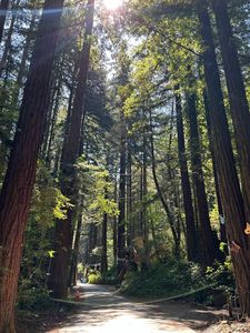15200 Rio Nido Rd, Guerneville, CA, 95446
