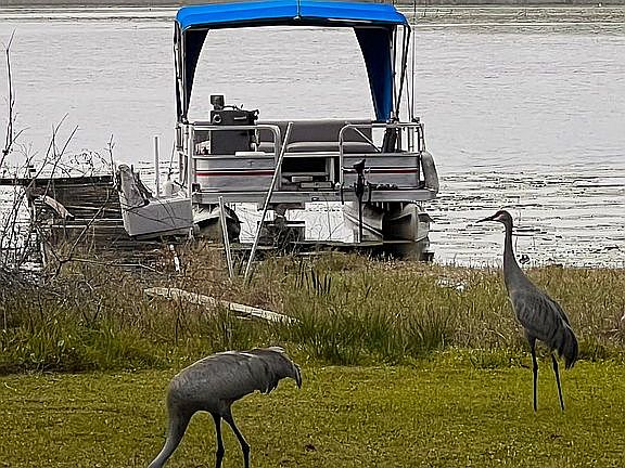 Peaceful wildlife