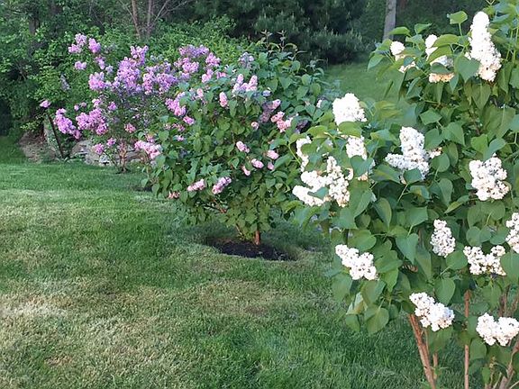 Mature landscaping