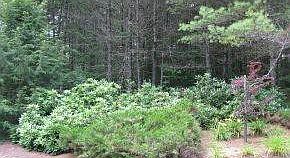 Mature Flowering Landscape