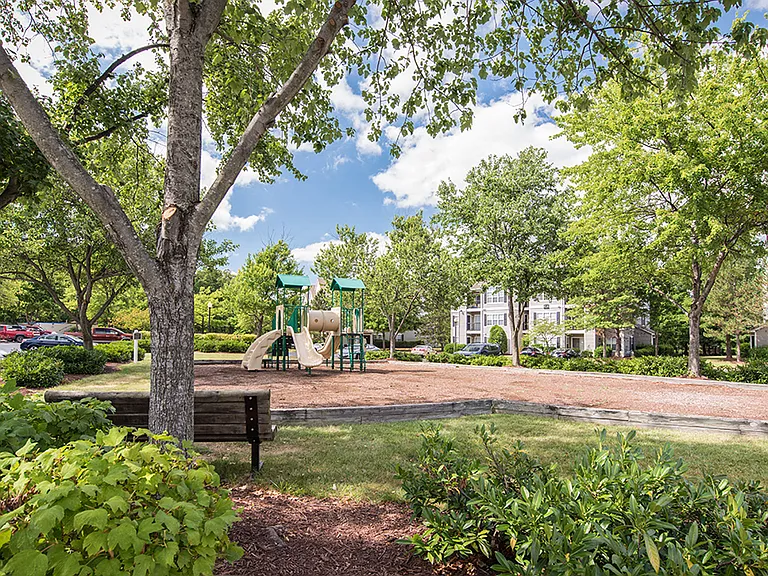 Tree-Lined Playground