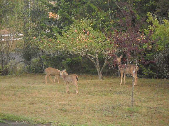Wildlife