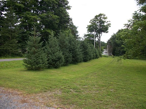 Mature White Spruces
