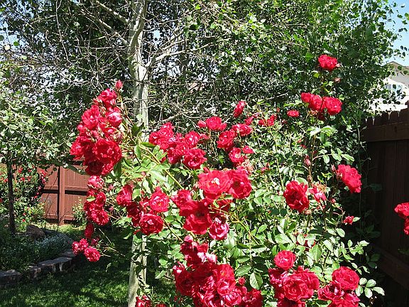Back Yard Roses