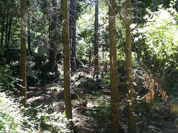 partially wooded lot