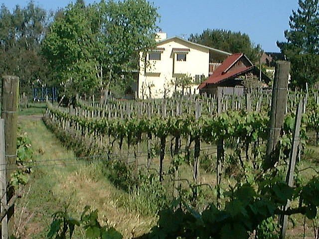 main house and vineyard