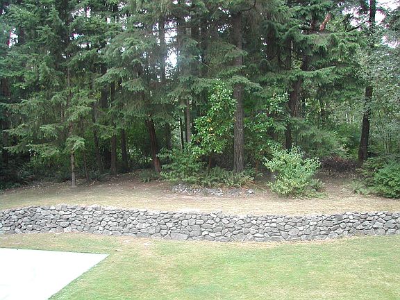Still the Back Yard