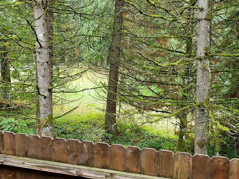Back yard view