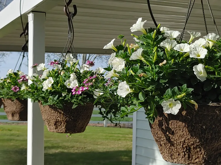Back patio hanging flowers - summer time