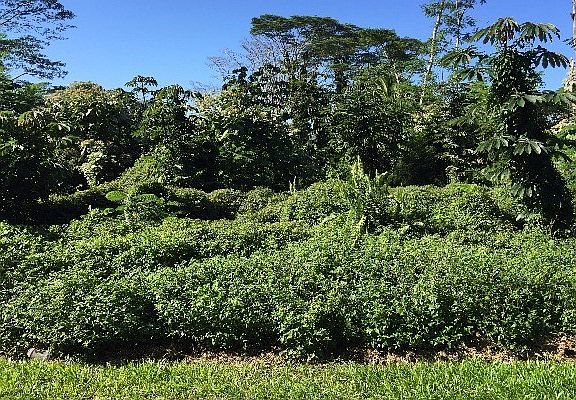 3rd image of Kahakai Blvd Lot 18