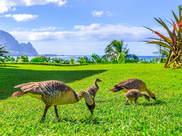 5300 Ka Haku Rd #1, Princeville, HI 96722