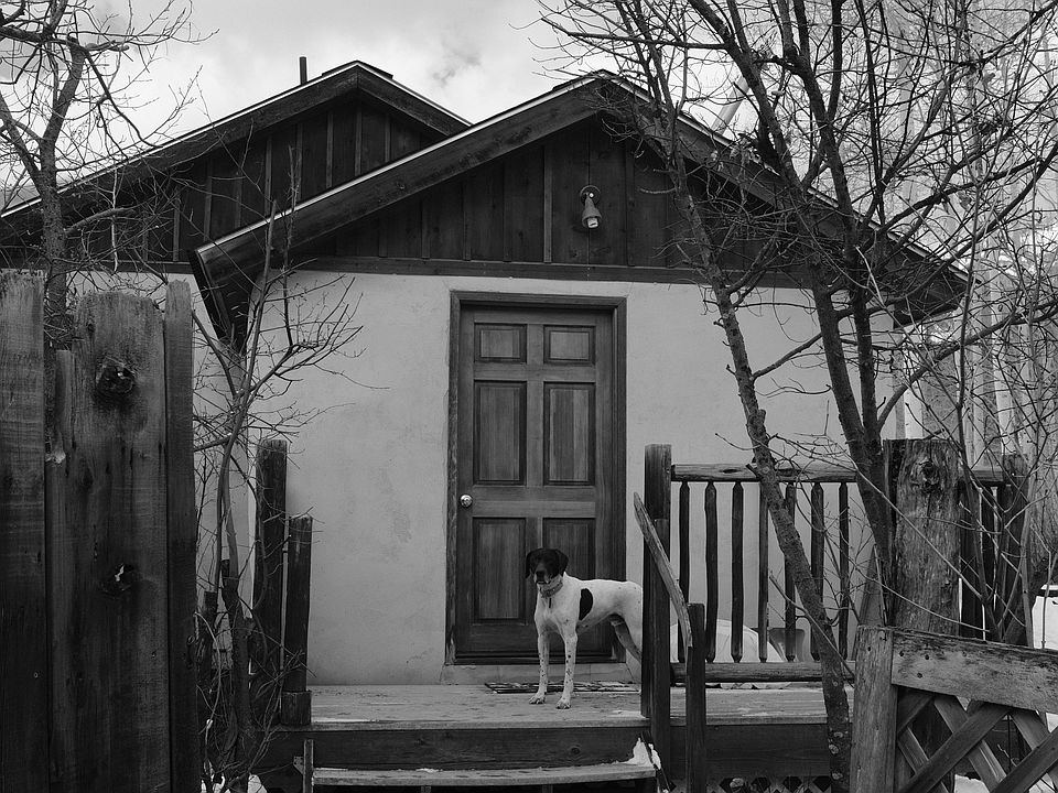 Dog doesn't come with it :)