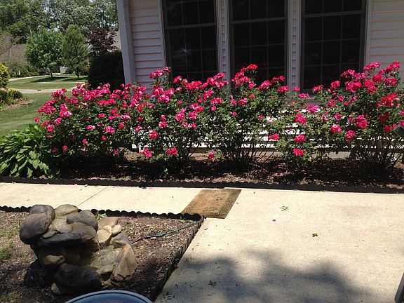 back landscaping
