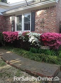 Azaleas in the spring.