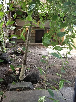 Rented by Blue Egg Realty Corp | media 3