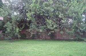 Large yard