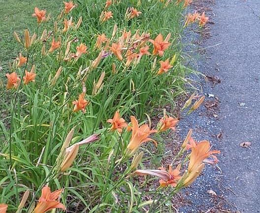 2nd image of 11 Webquish Lane