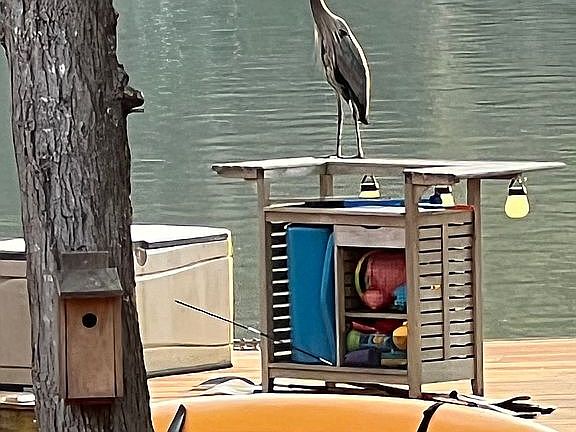 Resident lake wildlife.