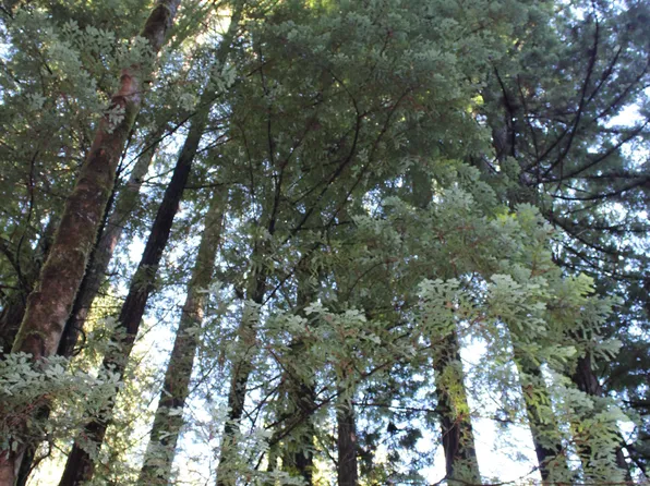 A 1270th Rd, Whitethorn, CA 95589