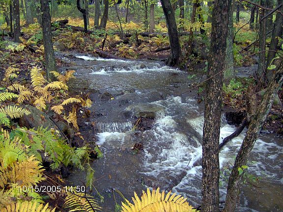 our brook in the backyard