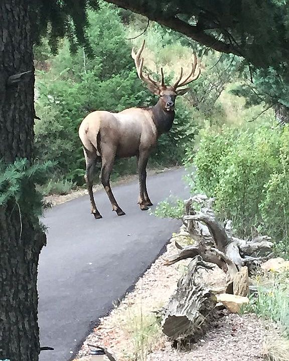 Visitor 