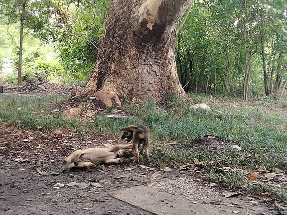 Beautiful tree making the centerpiece