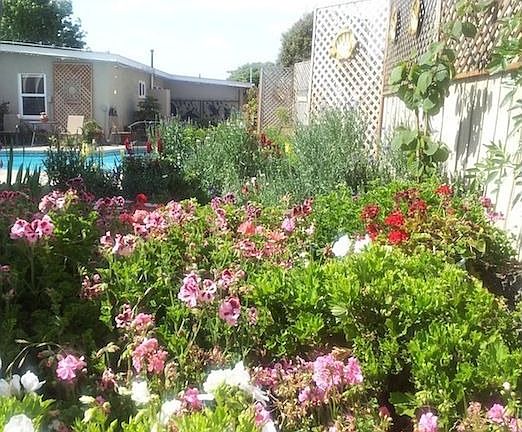 Back Garden