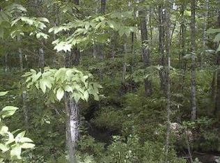 Westberg Rd, Amberg, WI 54102