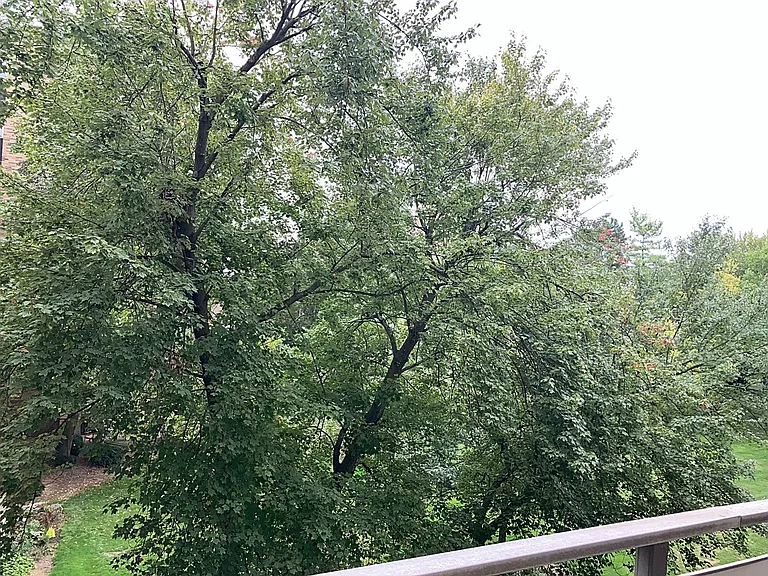 Patio view