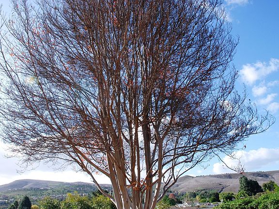 Tree in Fall