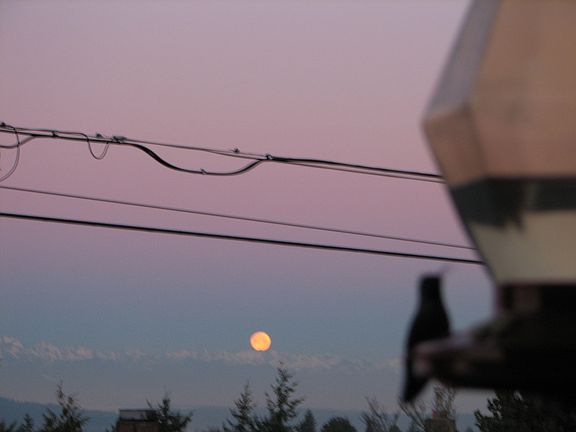Hummingbird from nest across the street, 2007