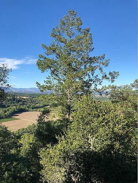 Kitchen’s vineyard view