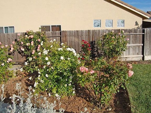 Rose Garden