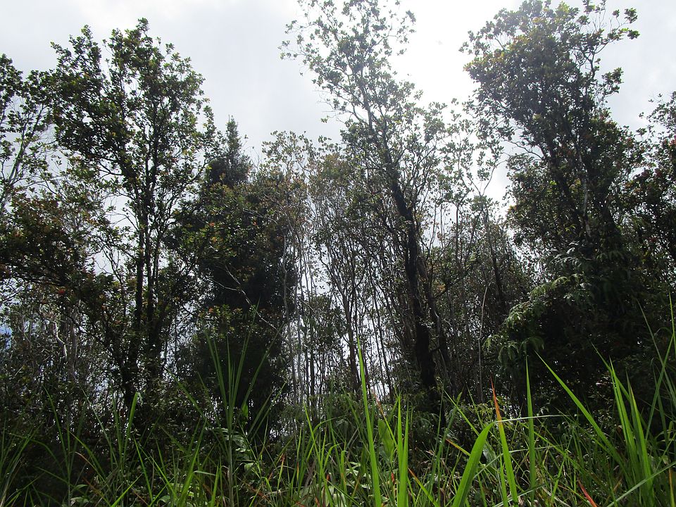 2nd image of Ala Kapena Lot 85