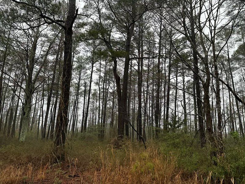 2nd image of LOT 42 Parkers Landing Rd
