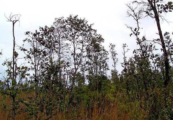 Fairly sparse tree growth