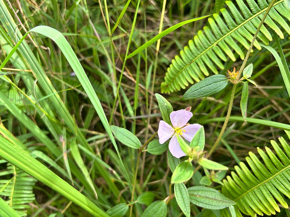 1st image of Kauai St Lot 15