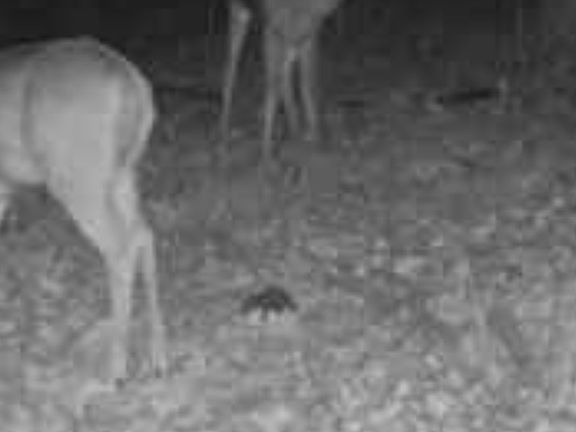 5th image of 0 True Grit Trl