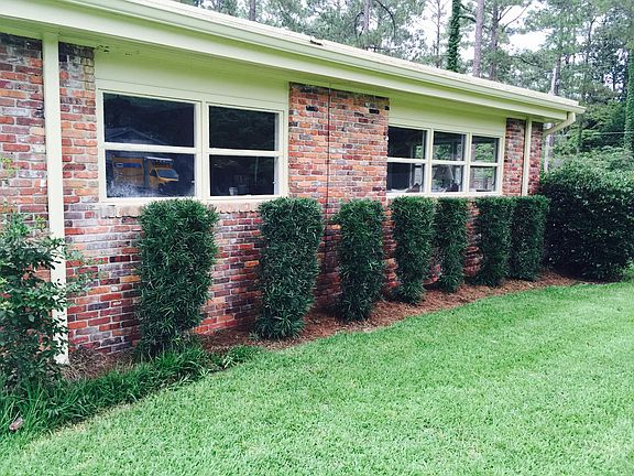Manicured Yard