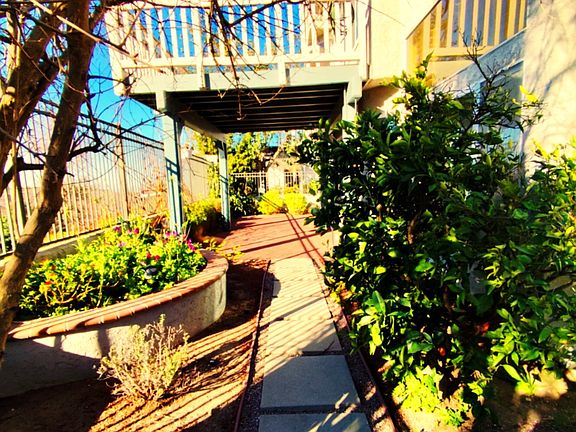back yard 1