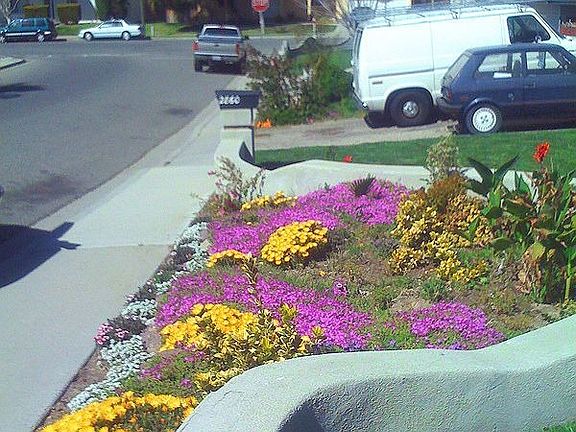 Front flowers in planter taken from sidewalk.