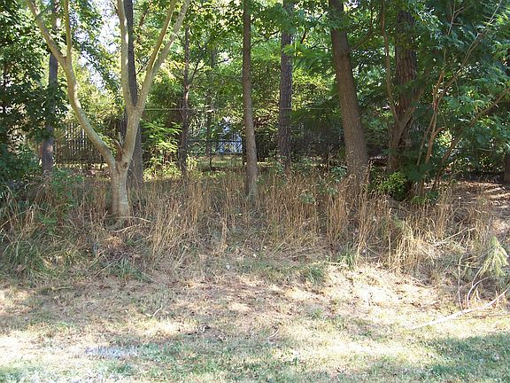 treed backyard, partially fenced