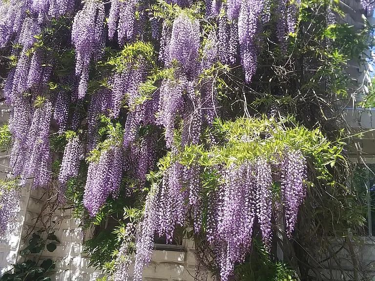 Wisteria Flowering on Building above the Apartment