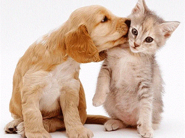 67-35 Yellowstone Boulevard image 19 of 27