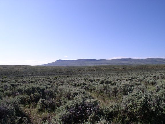 Big Sage with lots of water