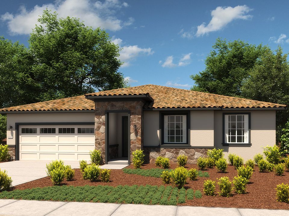 Begonia Italianate C