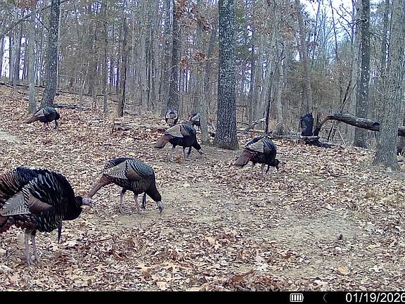 4th image of 123 Campground Rd #72585