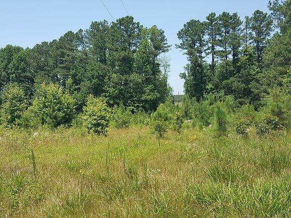 Open field to pine trees