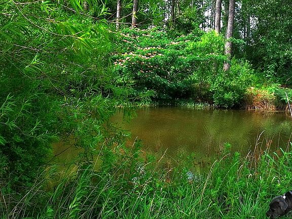 Small part of the pond